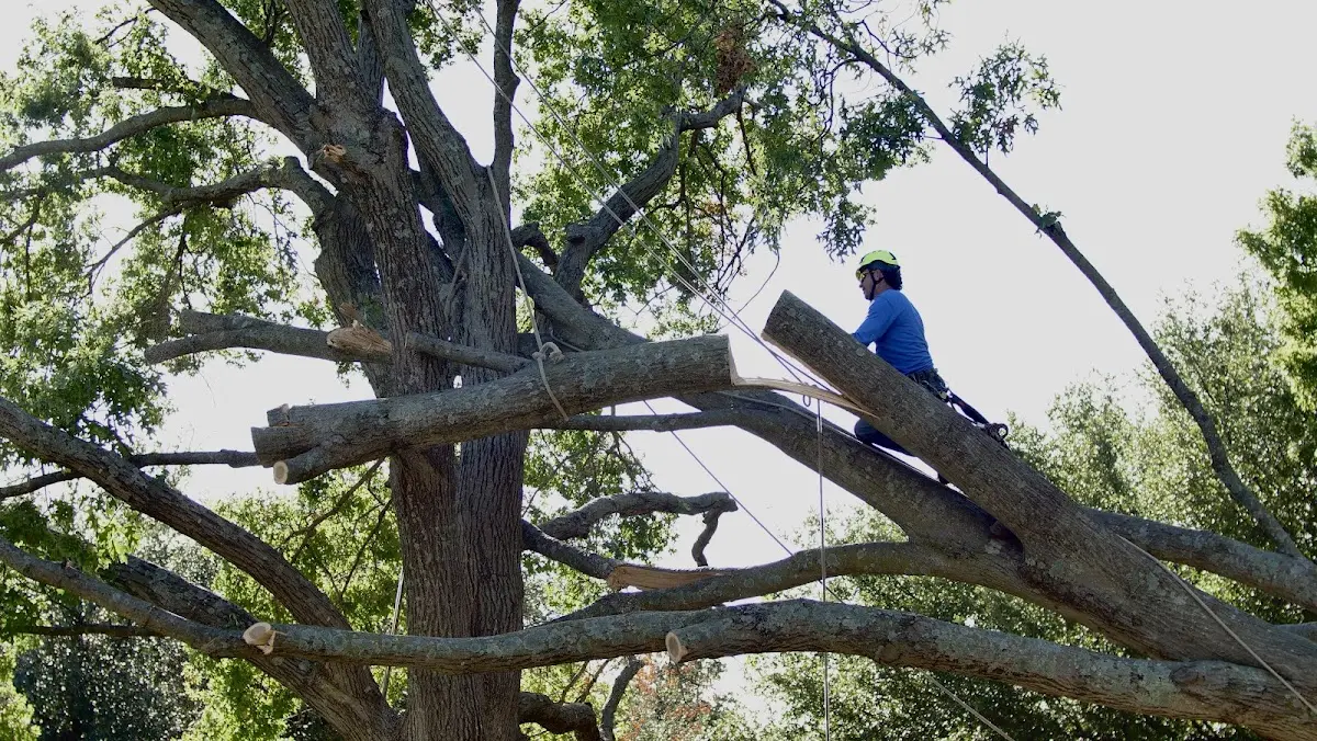 Professional Crown Thinning performed by certified arborists in Pequabuck